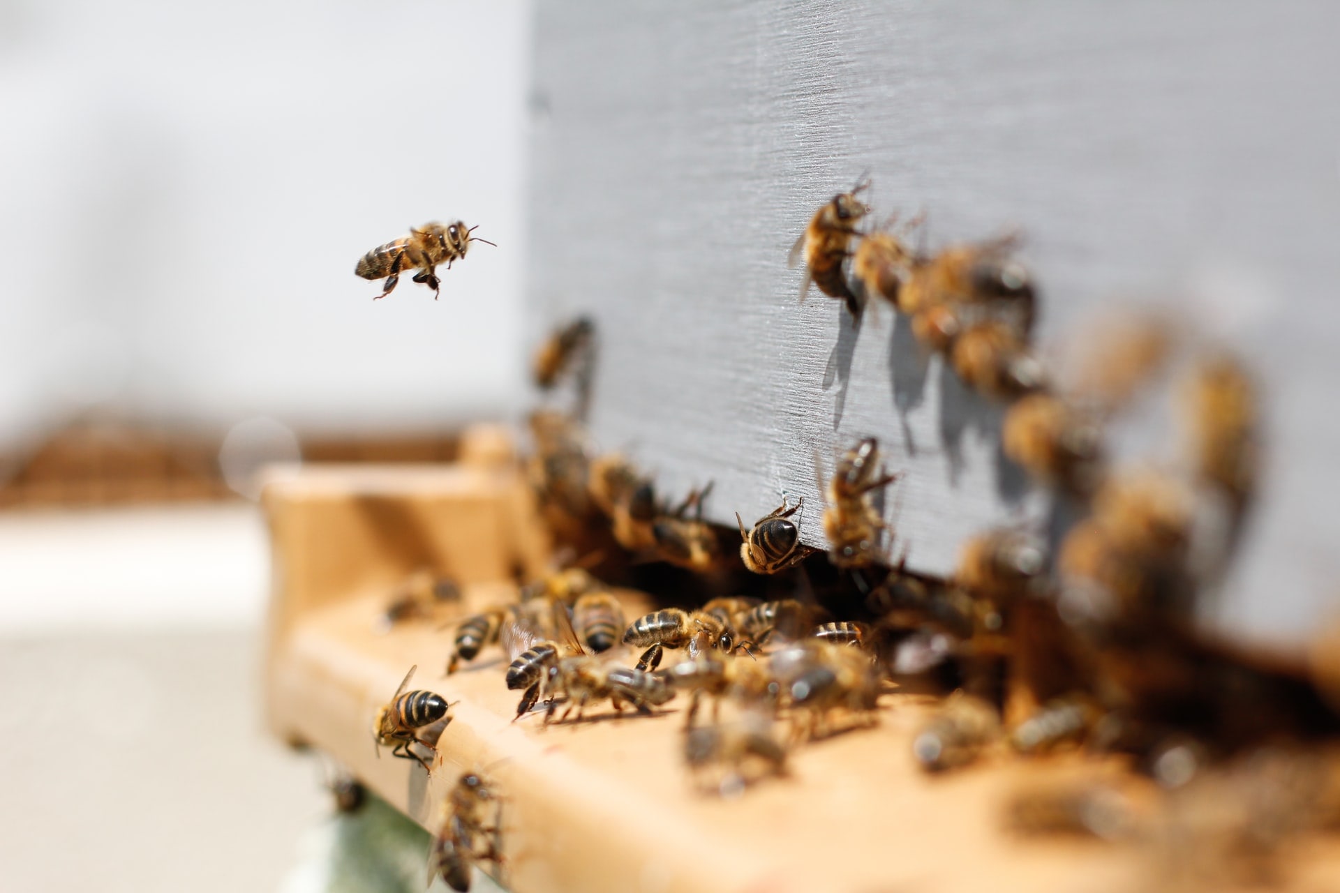 Природа, Происшествия, Томские новости, пчелы смерть пестициды гибель животных экологические происшествия пчелосемьи интересные новости Томс Более 500 пчелосемей погибло в трех районах Томской области, предположительно, от пестицида