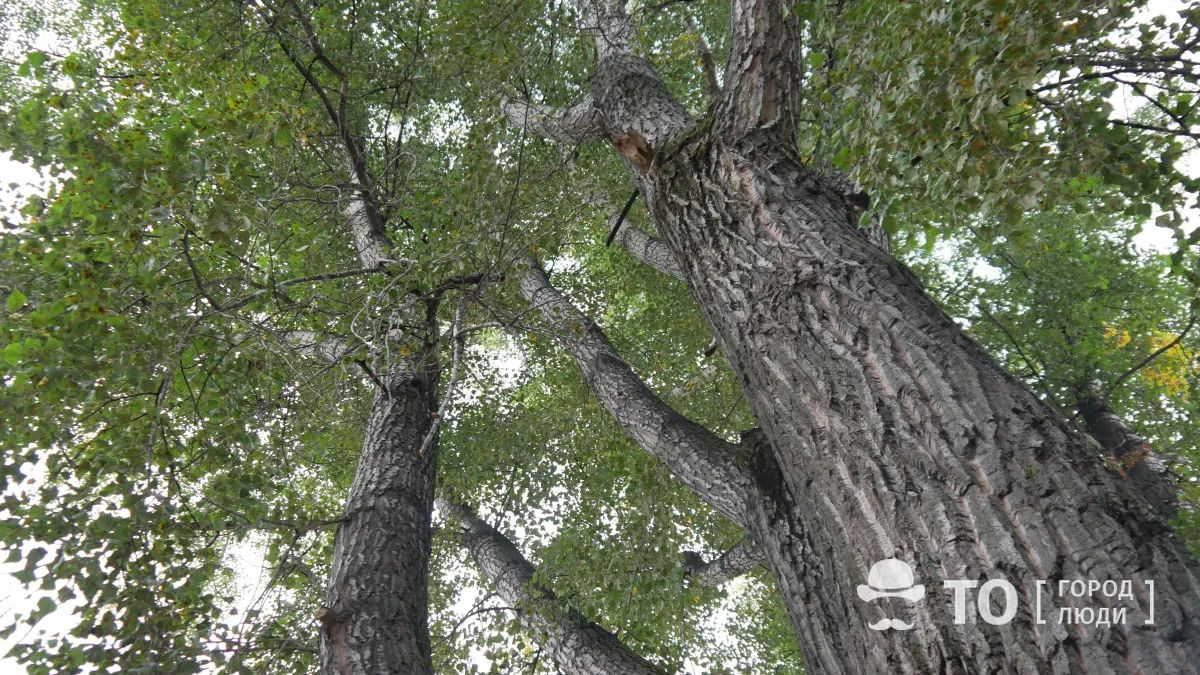 Погода и природа, Стихия в Томске и области, Томские новости, ветер упало дерево сломали непогода погода в Томске прогноз погоды штормовое предупреждение Сильный ветер сломал пять деревьев в Томске