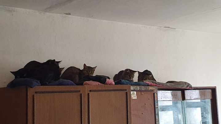 Происшествия, Томские новости, волонтеры кошки животные спасение благотворительность безумная кошатница Зооволонтеры вывезли 25 истощенных кошек из квартиры томички