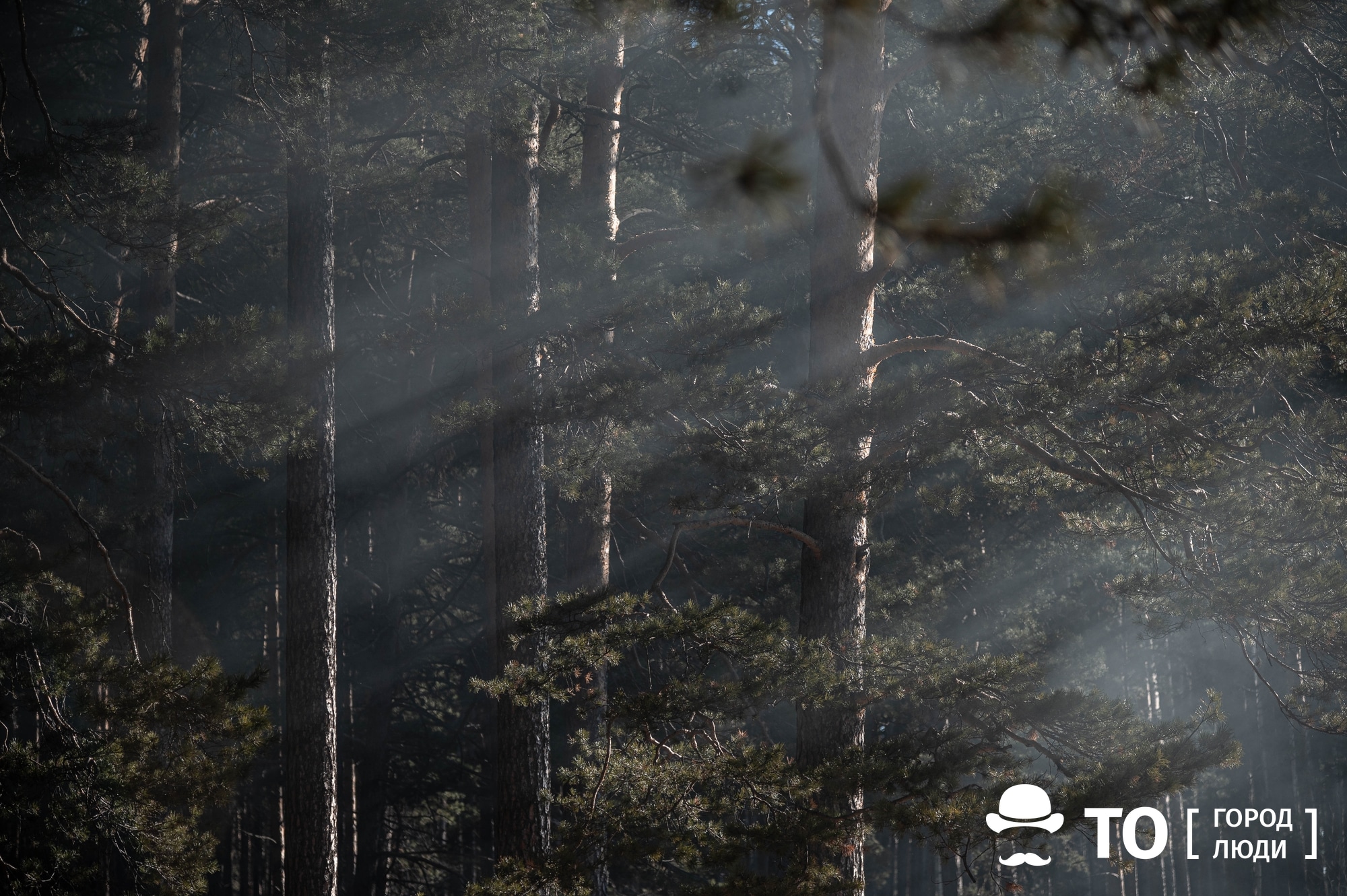 Лесные пожары, Томские новости, происшествия лес горит лес сводка лесные пожары природные пожары В Томской области введен пожароопасный сезон