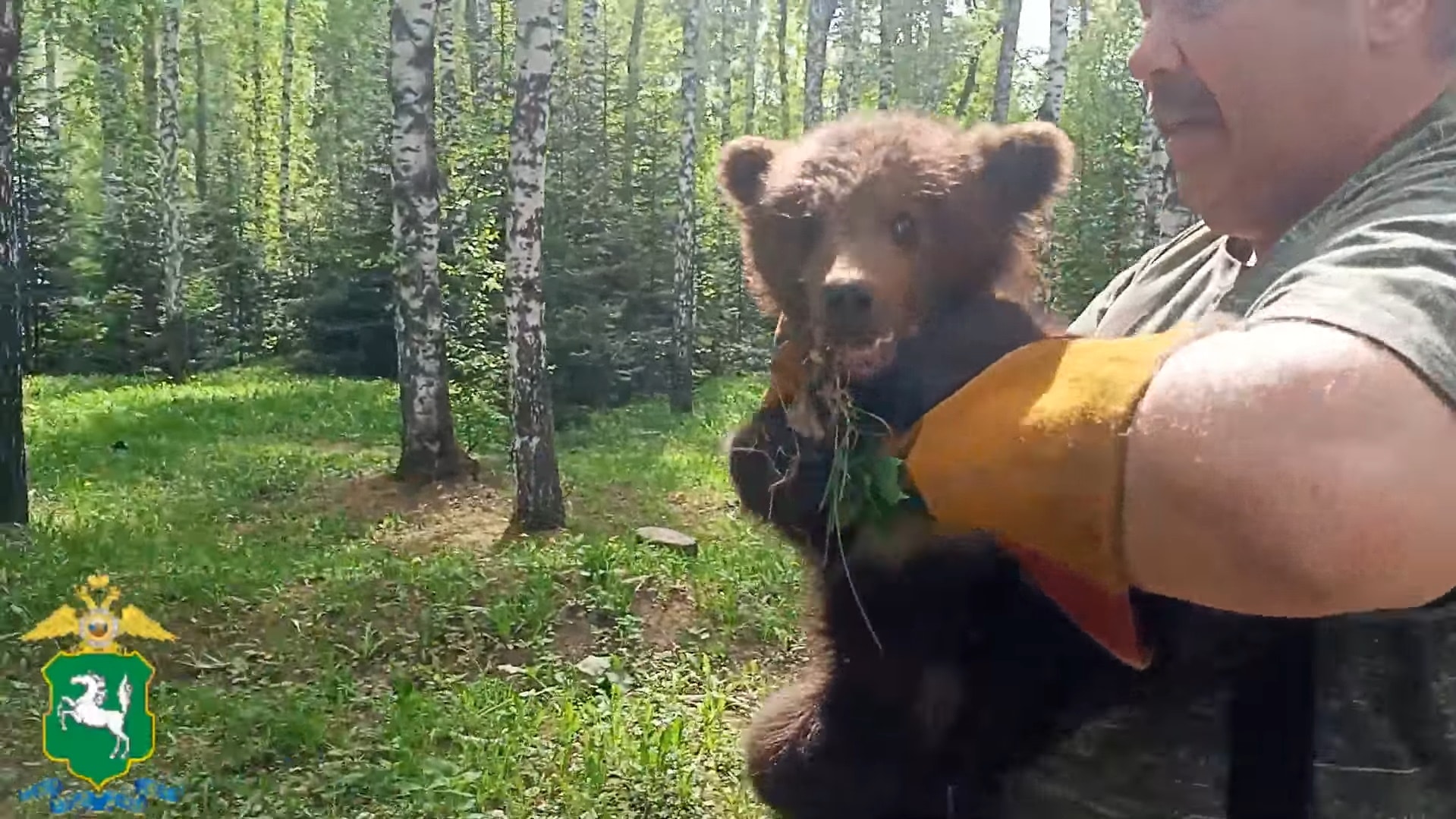 Происшествия, Томские новости, лагерный сад животные дикий зверь происшествия нападение разгуливают В Лагерном саду Томска поймали медвежонка