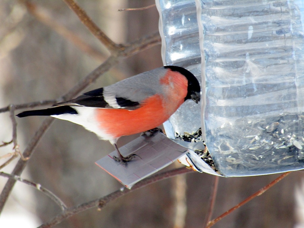 В мире животных, Томские новости, подкормка птицы экология помощь животным птицам поддержка подкормка Томичей призывают подкармливать птиц зимой