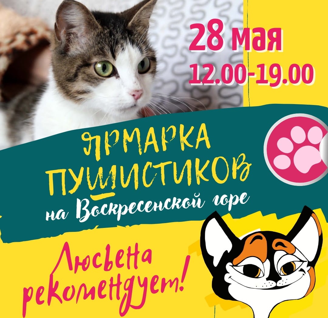 Благотворительность, Томские новости, воскресенская гора благотворительность ярмарка мероприятия куда сходить выставка кошек Томичей приглашают на благотворительную выставку кошек Воскресенской горе