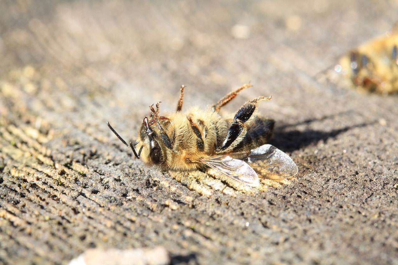Томские новости, Экология, В Томской области массово гибнут пчелы