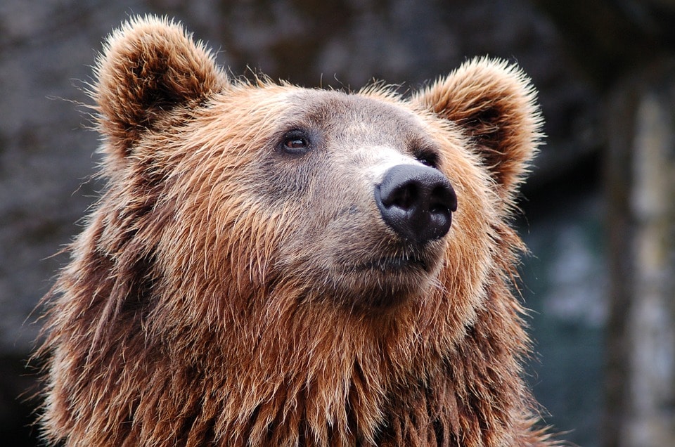 Природа, Происшествия, Томские новости, Медведь нападение задрал Задравший корову в томской деревне медведь оказался серийным налетчиком, его застрелили