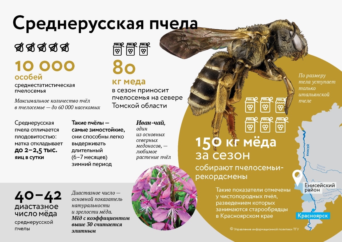 Сколько пчелы дают