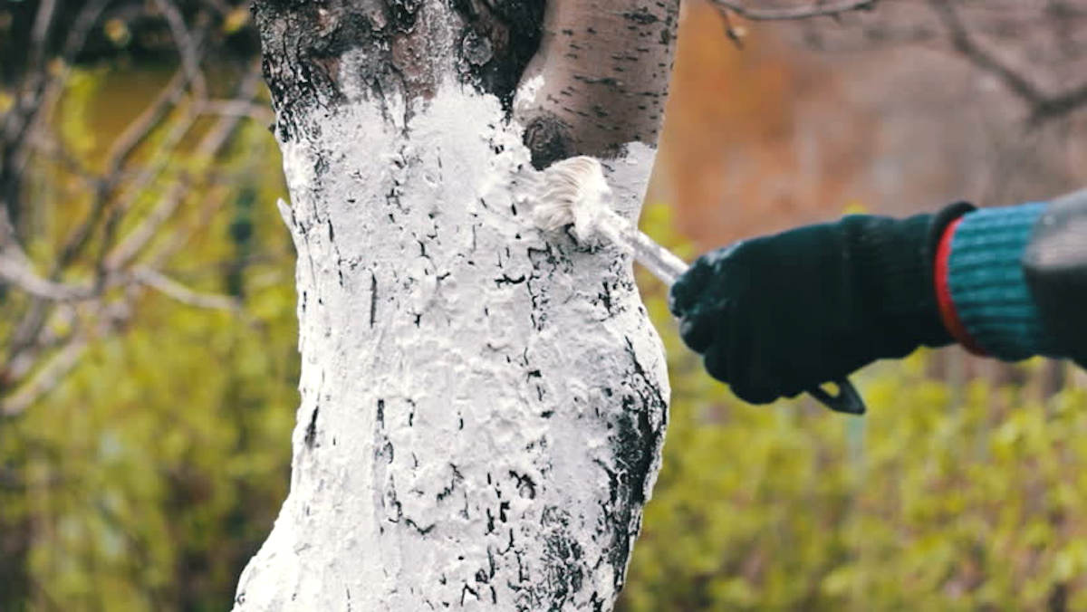 Городское благоустройство, Томские новости, ограждение деревья побелка В Томске белят деревья и моют ограждения