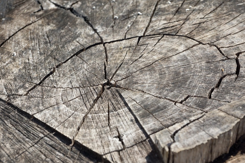 Природа, Томские новости, площадка оздоровительные мероприятия купить продать древесину Томская область займется торговлей древесиной на бирже