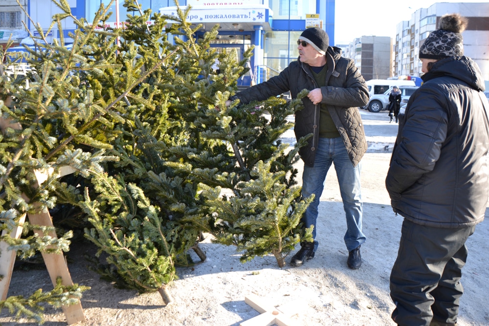 Новый год ❄, Томские новости, елки елочные базары где купить елку купить елку в Томске Елочные базары откроются в Томске в середине декабря