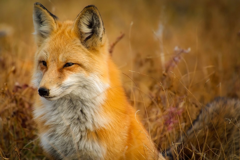 Безопасность, Томские новости, лисы бешеные животные охотники отстрел Пять групп охотников выслеживают бешеных лис в Томской области