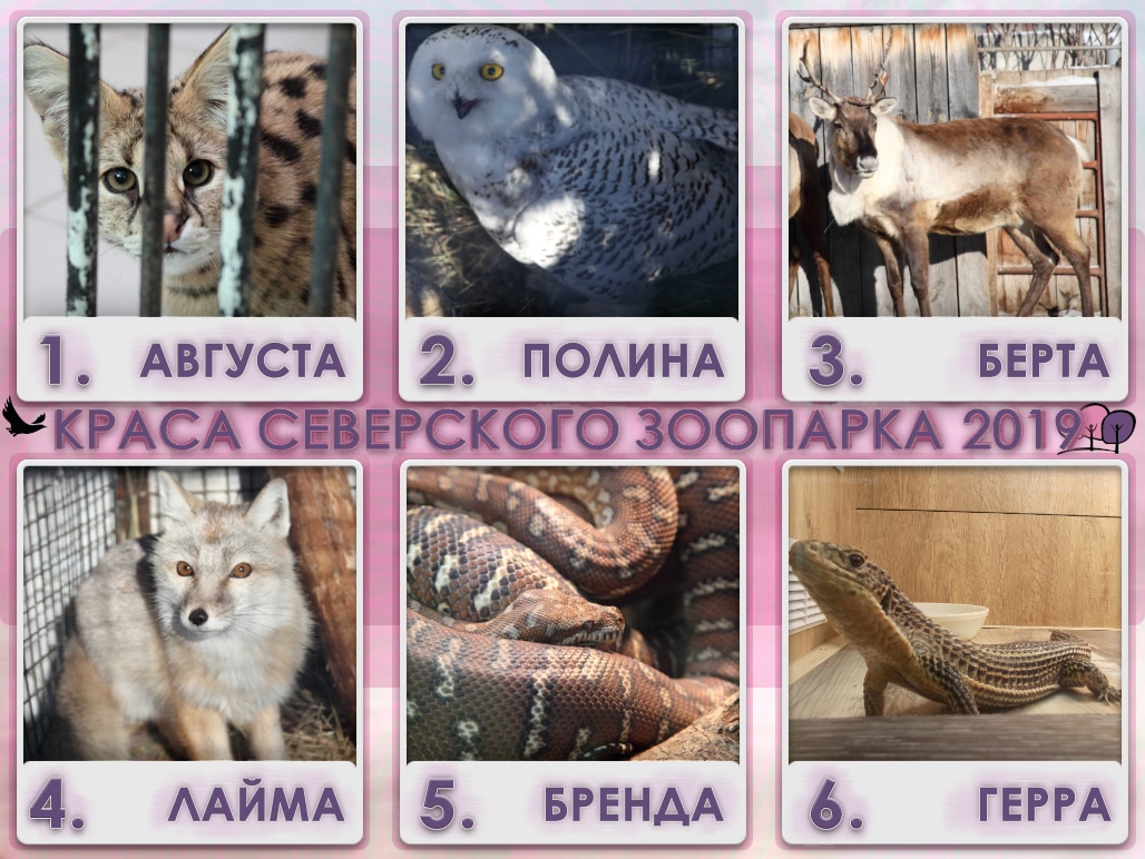Конкурсы и акции, Томские новости, Северский зоопарк 8 марта международный женский день В Северском зоопарке выбирают самую красивую