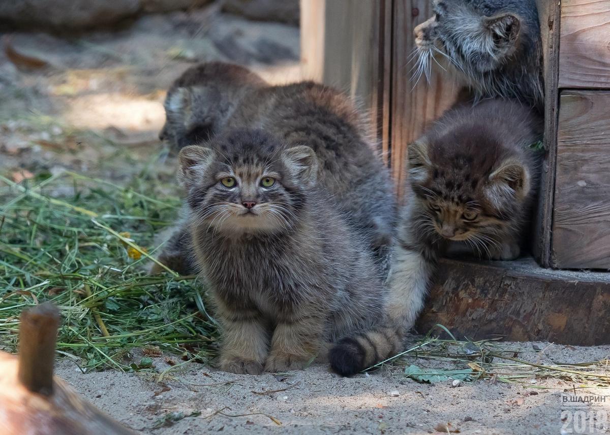 В мире животных, Томские новости, манул новосибирский зоопарк котята детеныши В Новосибирском зоопарке появились детеныши манула (ФОТО)