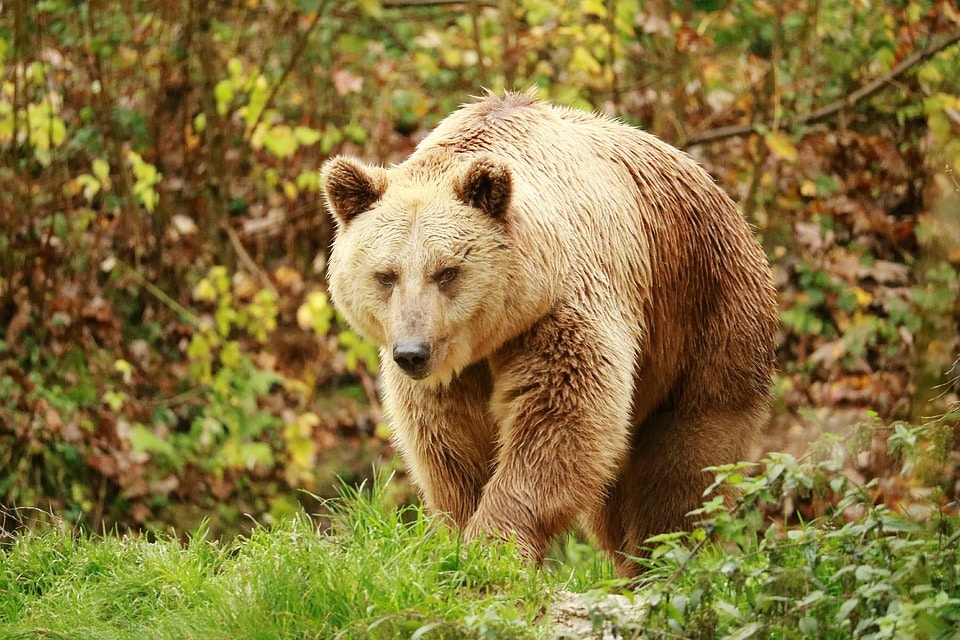 Погода и природа, Томские новости, зима спячка медведи просыпаются пробуждаются берлога Медведи стали пробуждаться от зимней спячки в Томской области