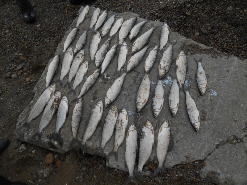 Криминал, Томские новости, вылов рыбы пелядь браконьеры добыча рыбы В Томской области задержали рыбаков, подозреваемых в незаконном вылове пеляди