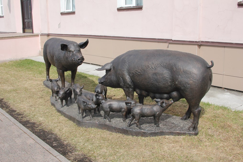Памятники, Сибагро, Томские новости, свиньи памятники аграрная группа В Томске появилась скульптура, посвященная свинкам