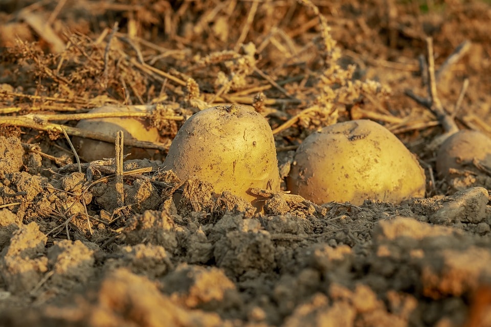 Томские новости, картошка нематоды когда копать Сняты карантины по картофельному вредителю в Томской области, введенные 10 и шесть лет назад