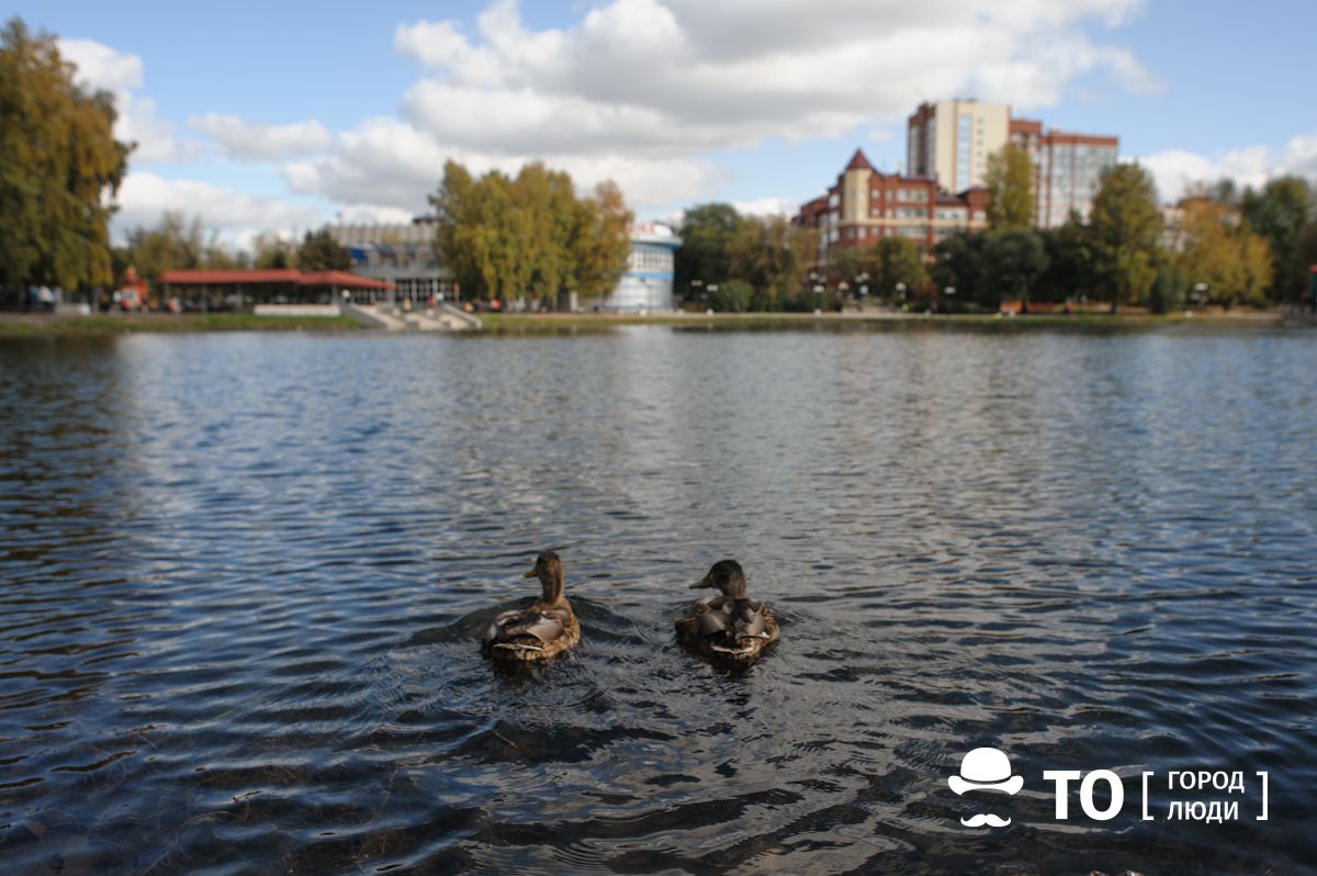 В Белом озере в Томске обнаружены опасные гельминты токсокары - ТомскийОбзор – новости в Томске сегодня